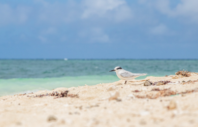 Car Rental No Deposit: Enjoy Affordable and Hassle-Free Rentals with Optima Rent a Car