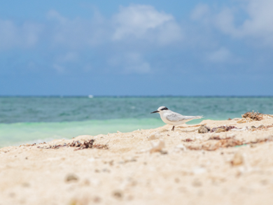 Los mejores lugares para visitar Aruba playa, brisa y mar